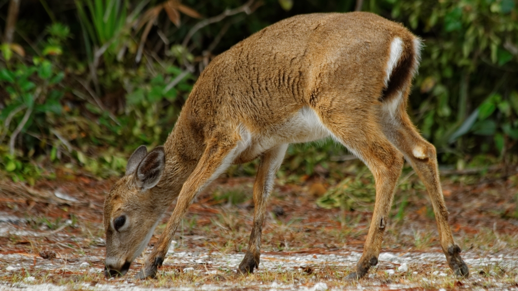 03 - Florida Keys (9) No Name Key.jpg
